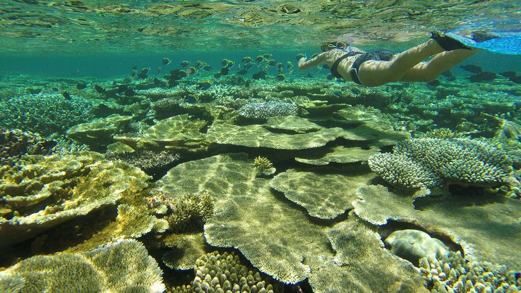 Natural Surf House Vandrerhjem Himmafushi Eksteriør bilde